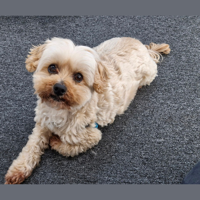 Photo of Peanut Butter