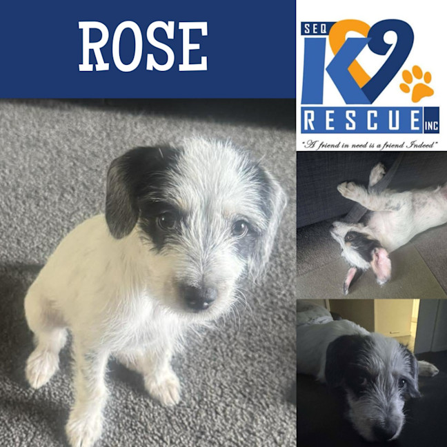 Photo of Rose