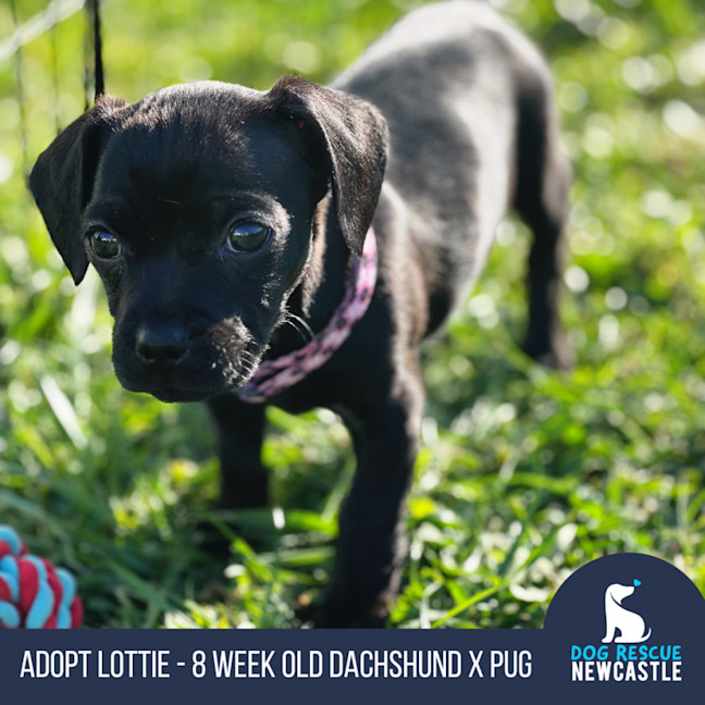 Photo of Lottie   8 Week Old Dachshund X Pug