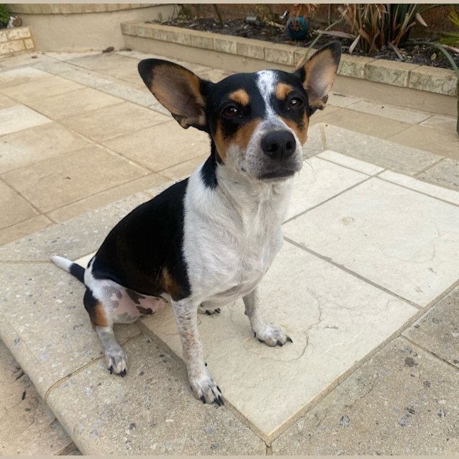 Photo of Pepsi (Was Audrey)