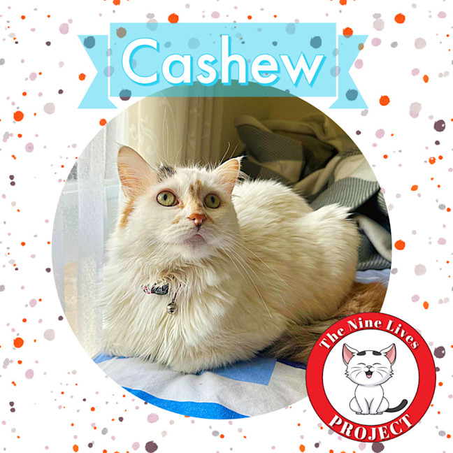 Photo of Cashew *9 Lives Project Rescue*