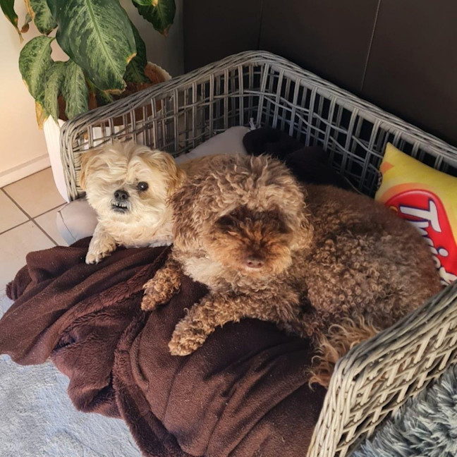 Photo of Harry Valenti