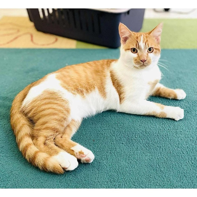 Photo of 12623   Romeo