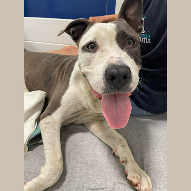 Photo of Sasha   4 Year Old American Staffy