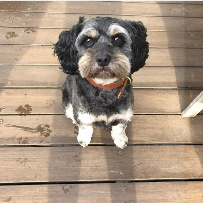 Photo of Roy Valenti