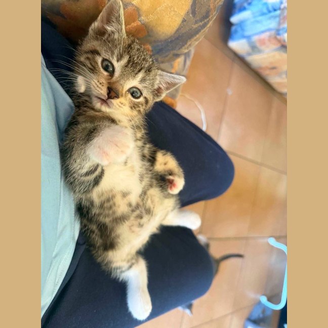 Photo of Teddy