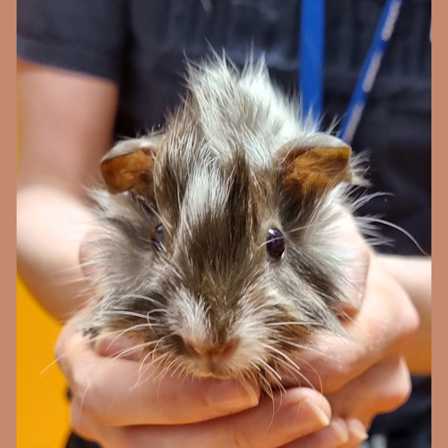 Photo of Shallot