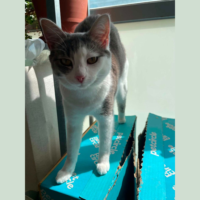 Photo of Shine