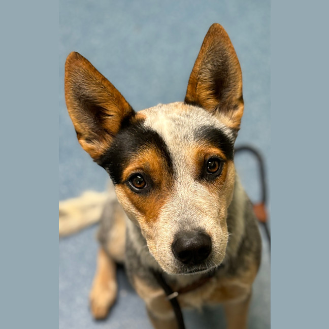 Photo of Maverick