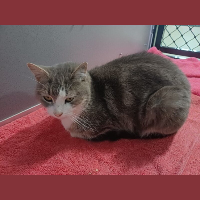 Photo of Dusty