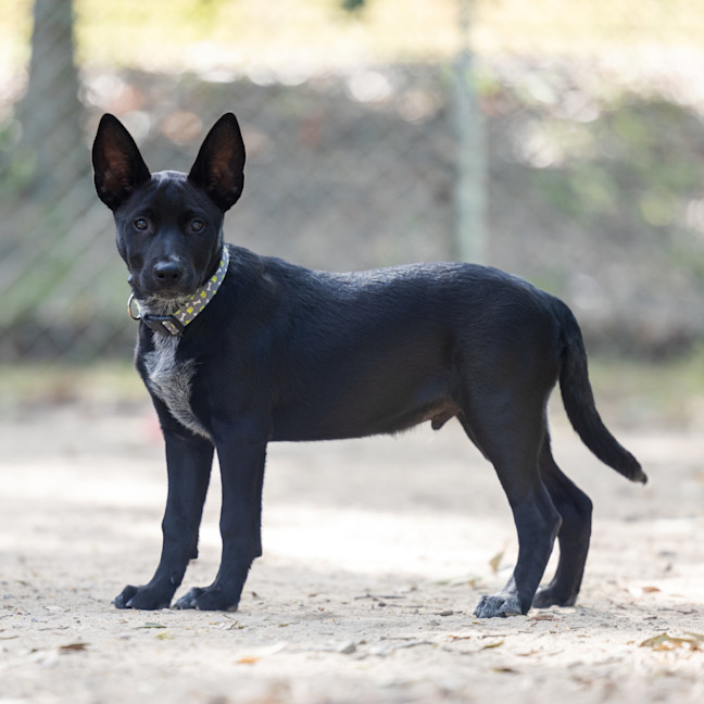 Photo of Dexter