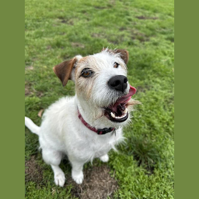 Photo of Patch