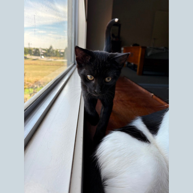Photo of Zoro