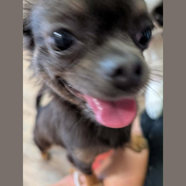 Photo of Bluey