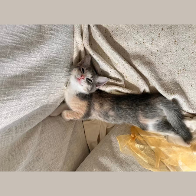 Photo of Lavender Haze