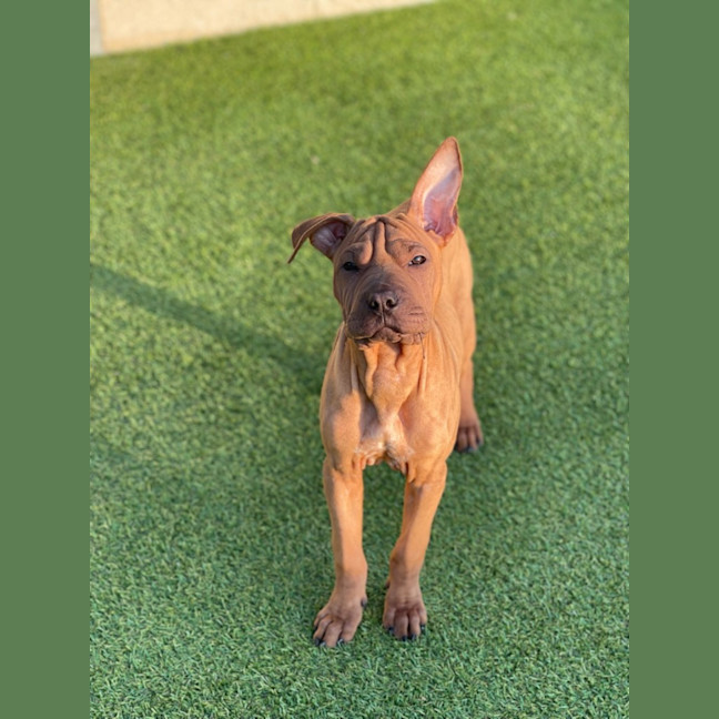 Photo of Shiloh