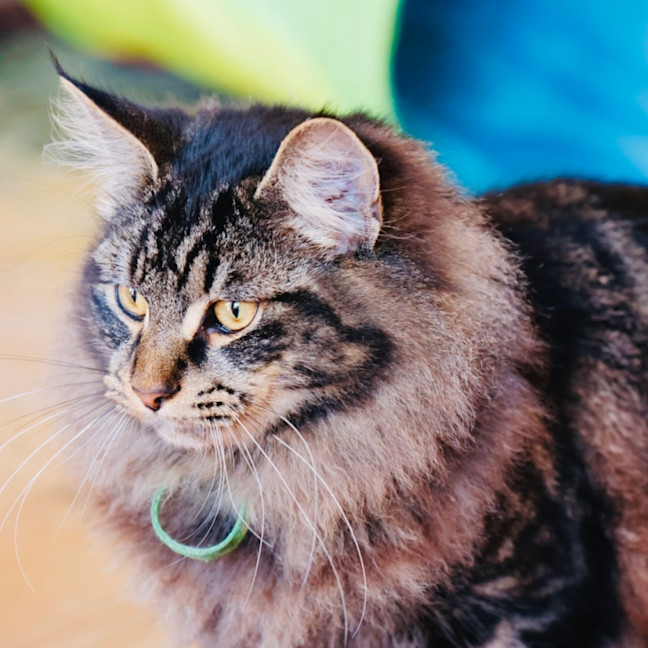 Photo of Scout