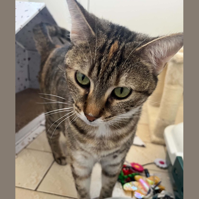 Photo of Jazz
