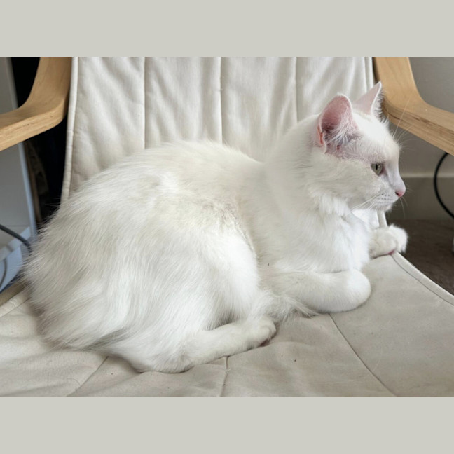 Photo of Yuki