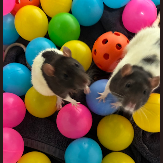 Photo of Cozzie (Bonded With Togs)