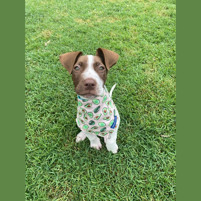 Photo of Wyatt