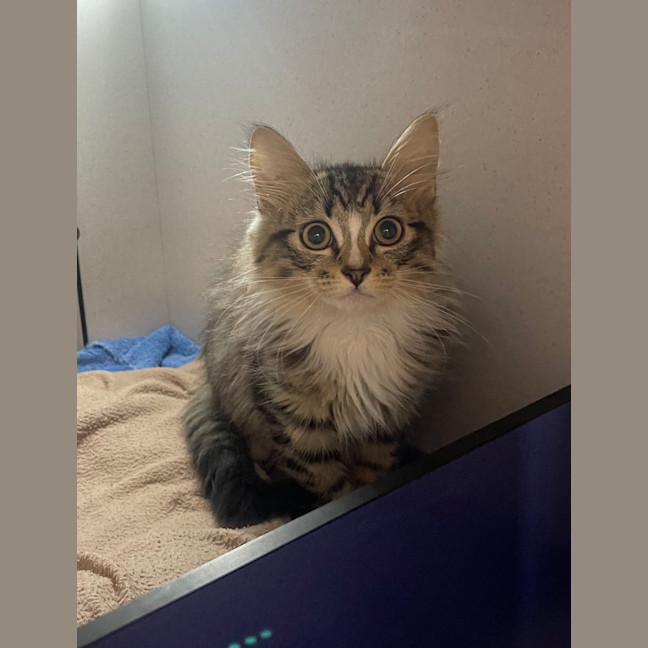 Photo of Taco