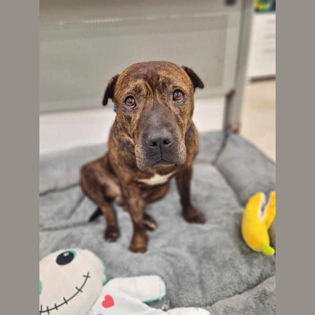 Photo of Buddy