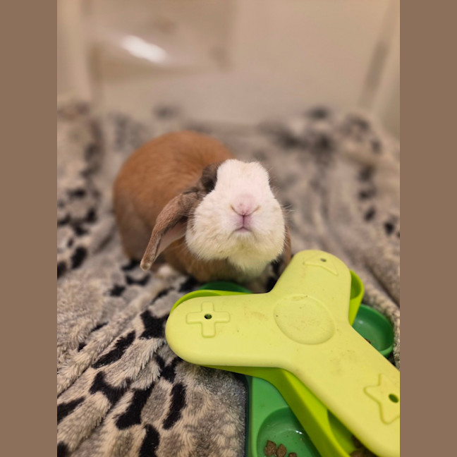 Photo of Snuggles