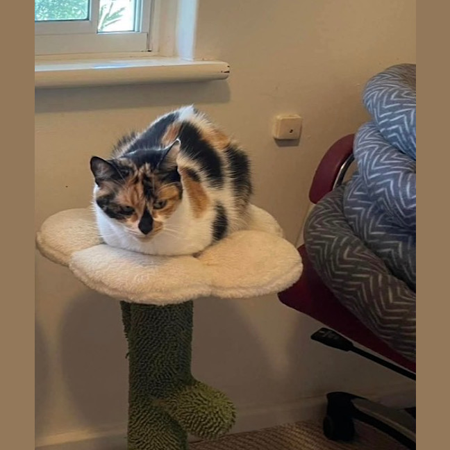 Photo of Missy