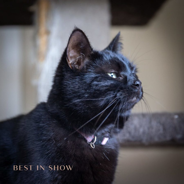 Photo of Luna