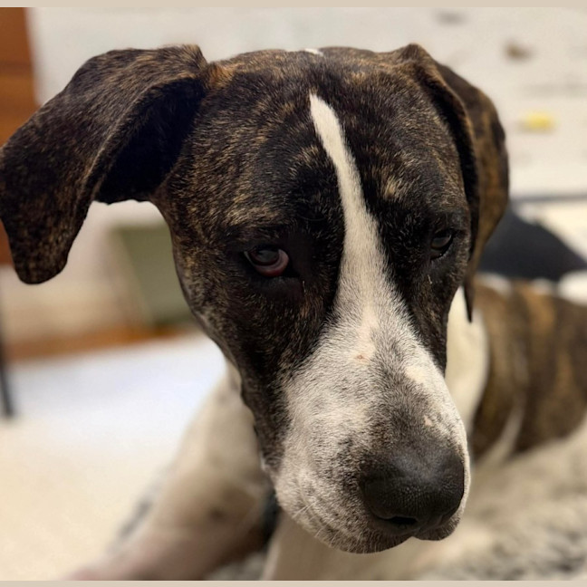 Photo of Scooby