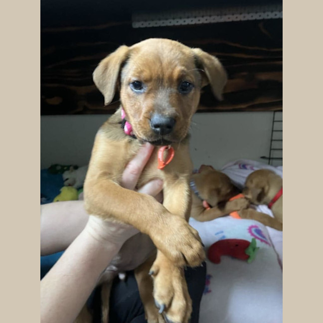 Photo of Puppies 💜