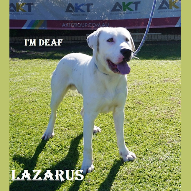 Photo of Lazarus