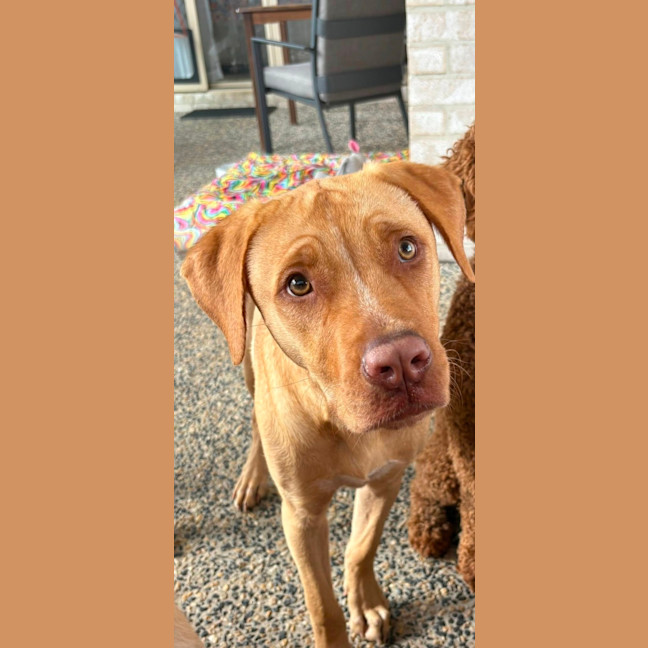 Photo of Dior *$350 Adoption Fee*