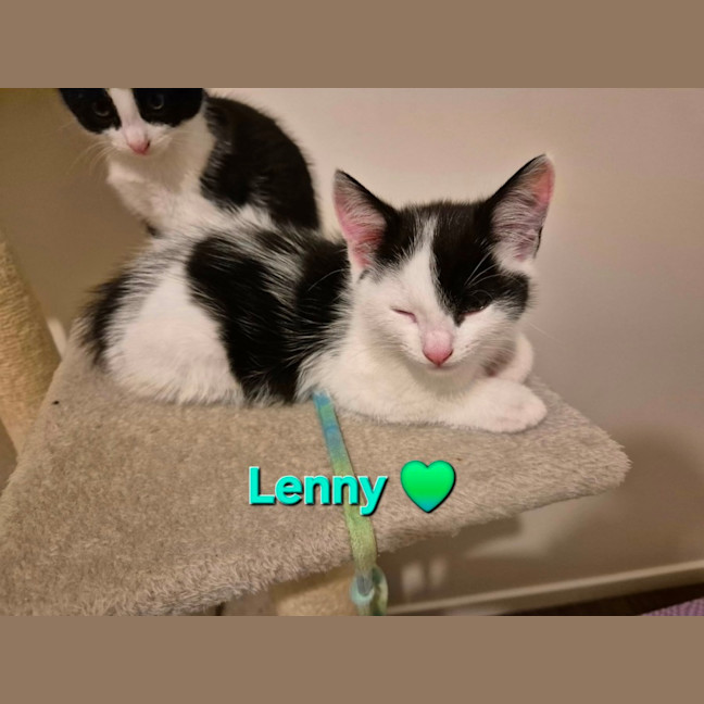 Photo of Lenny Meet Me At Petstock Carrum Downs 