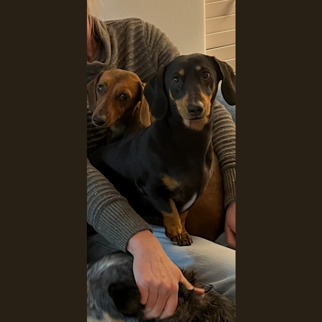 Photo of Honey And Frankie 