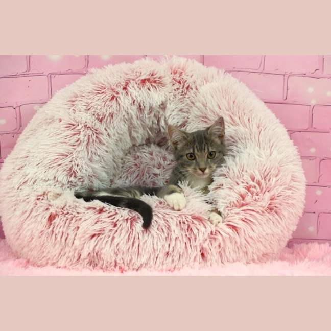 Photo of Misty