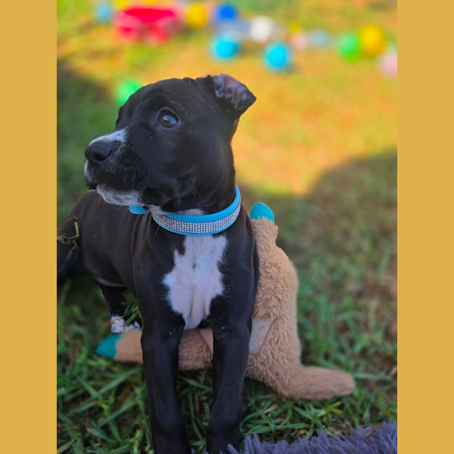 Photo of Peanut 