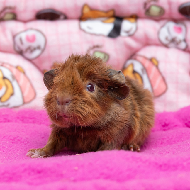 Photo of Cayenne