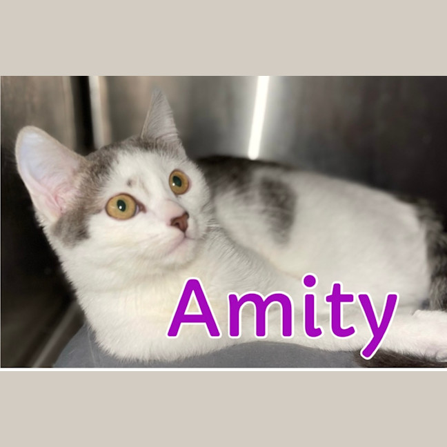 Photo of Amity