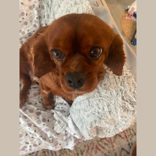 Photo of Lilly 