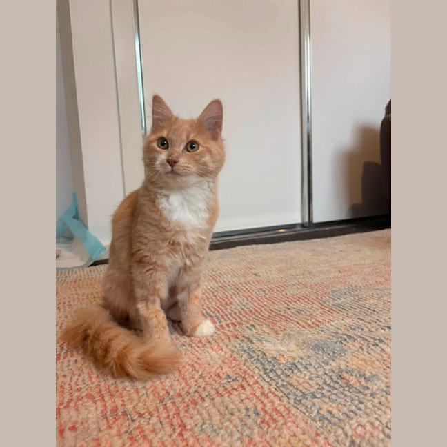 Photo of Ember (Was Creamy)