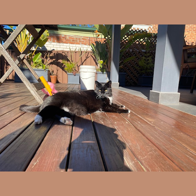 Photo of Snowy