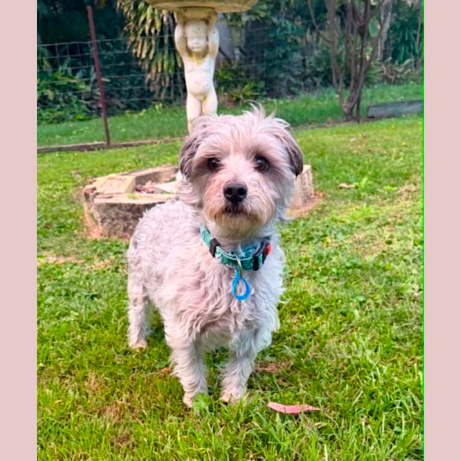 Photo of Bandit