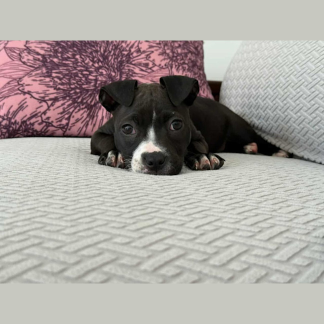 Photo of Lola   10 Week Old Boxer X