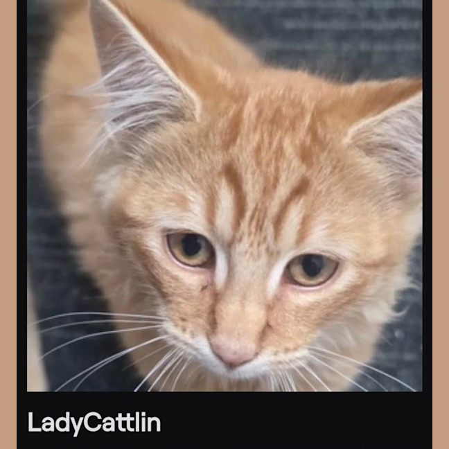 Photo of Lady Cattlin