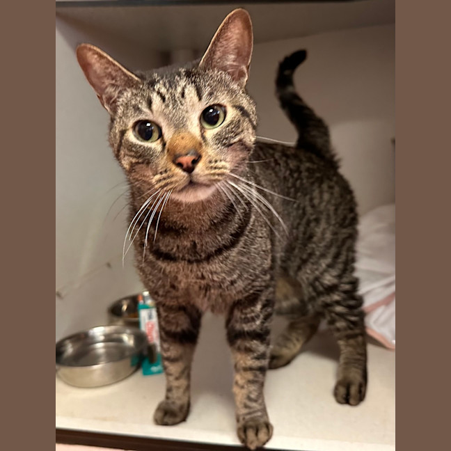 Photo of Dexter