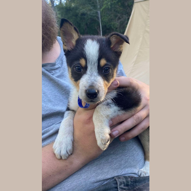 Photo of Clover   8 Week Old Kelpie X (Trial)