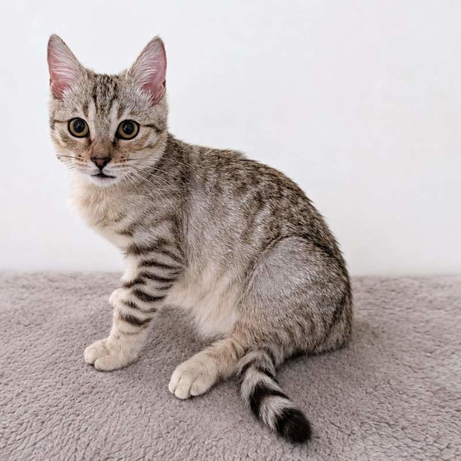 Photo of Amara