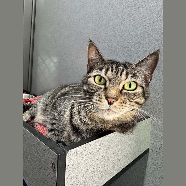 Photo of Juniper